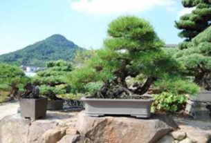 Drzewka Bonsai z Japonii - Poradnik o Bonsai w czterech porach roku